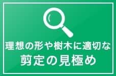 理想の形や樹木に適切な剪定の見極め