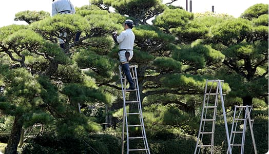 大きい樹木にも安全徹底対応